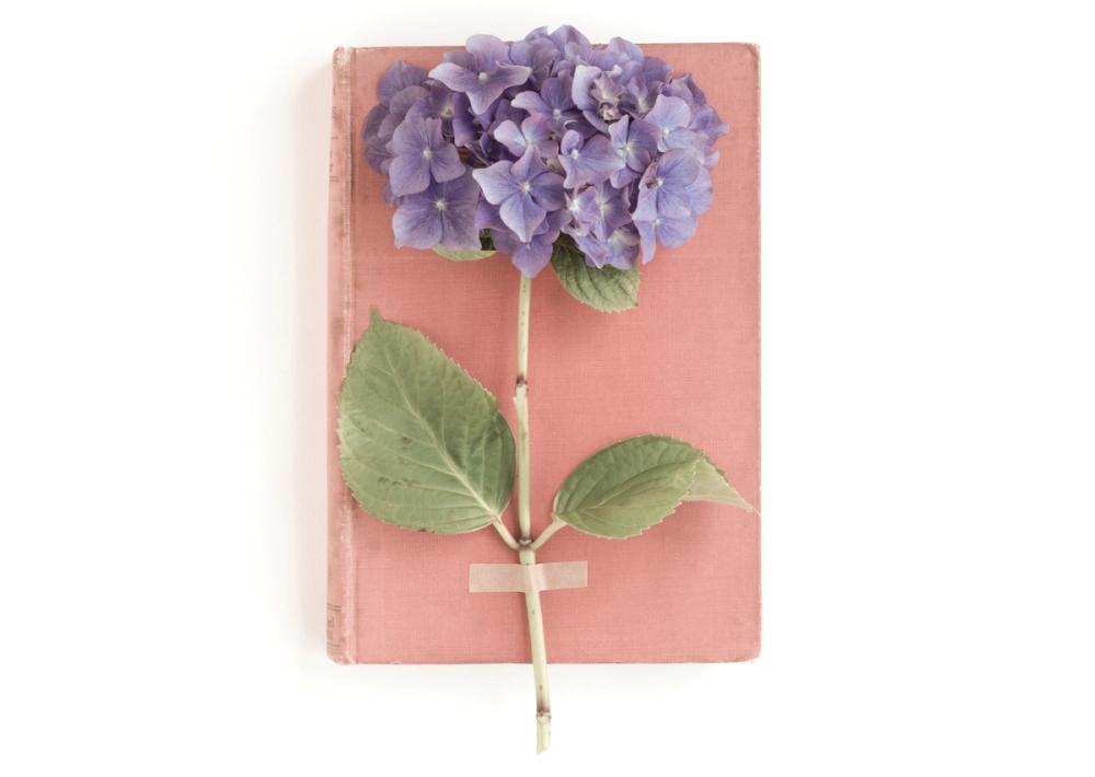 Purple Hydrangea on Book