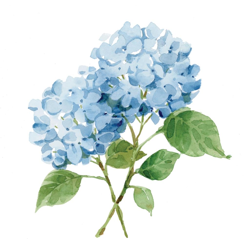 Blue Hydrangea I