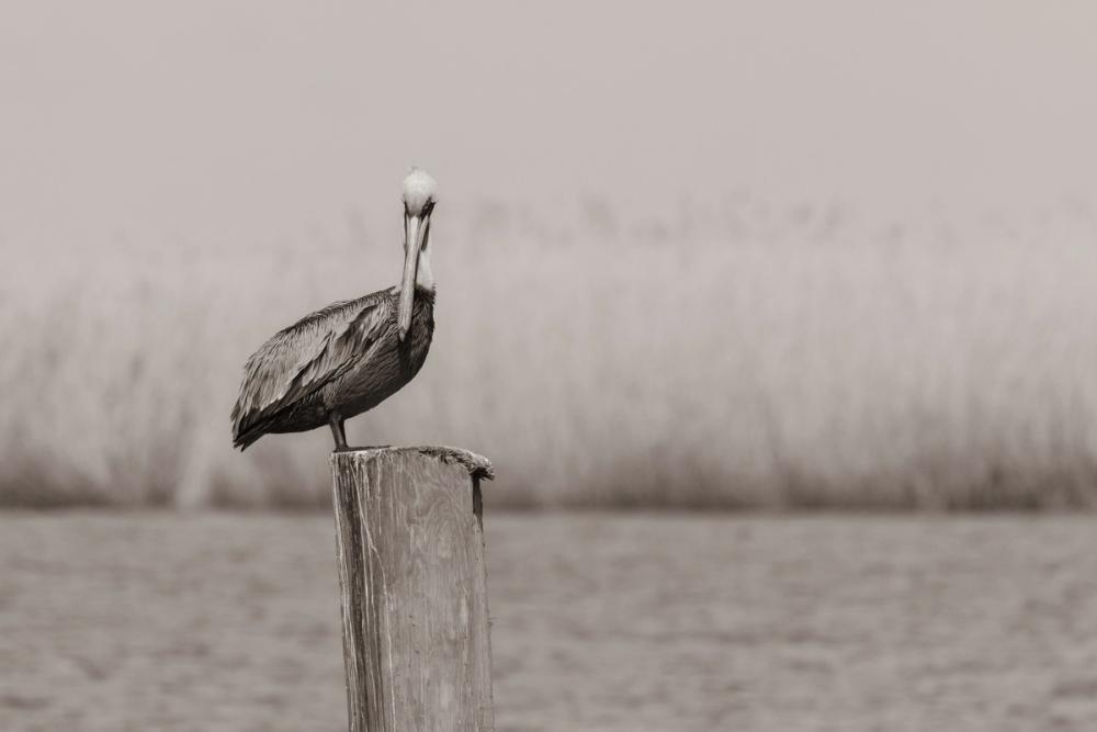 Pelican Stories