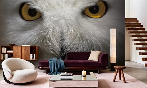The Owl Star