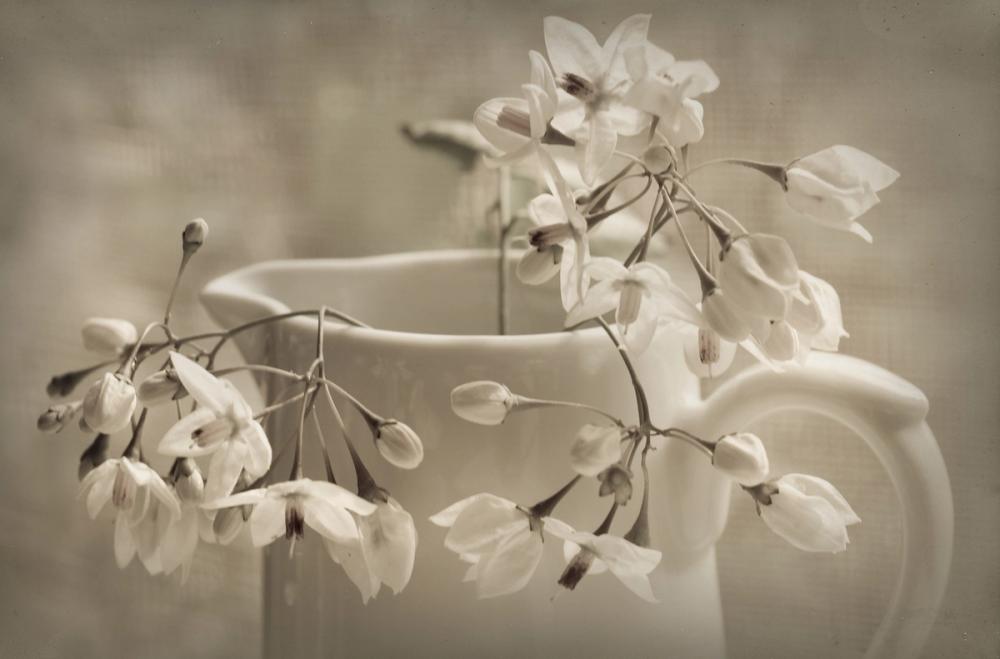 Cruche et Fleur de Printemps