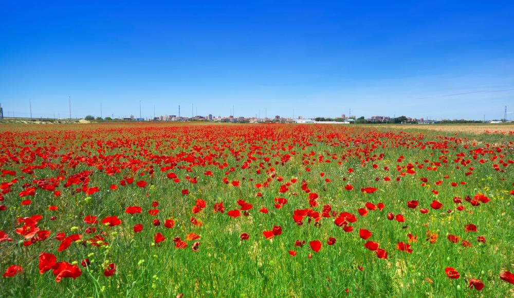 Crimson Poppy Field