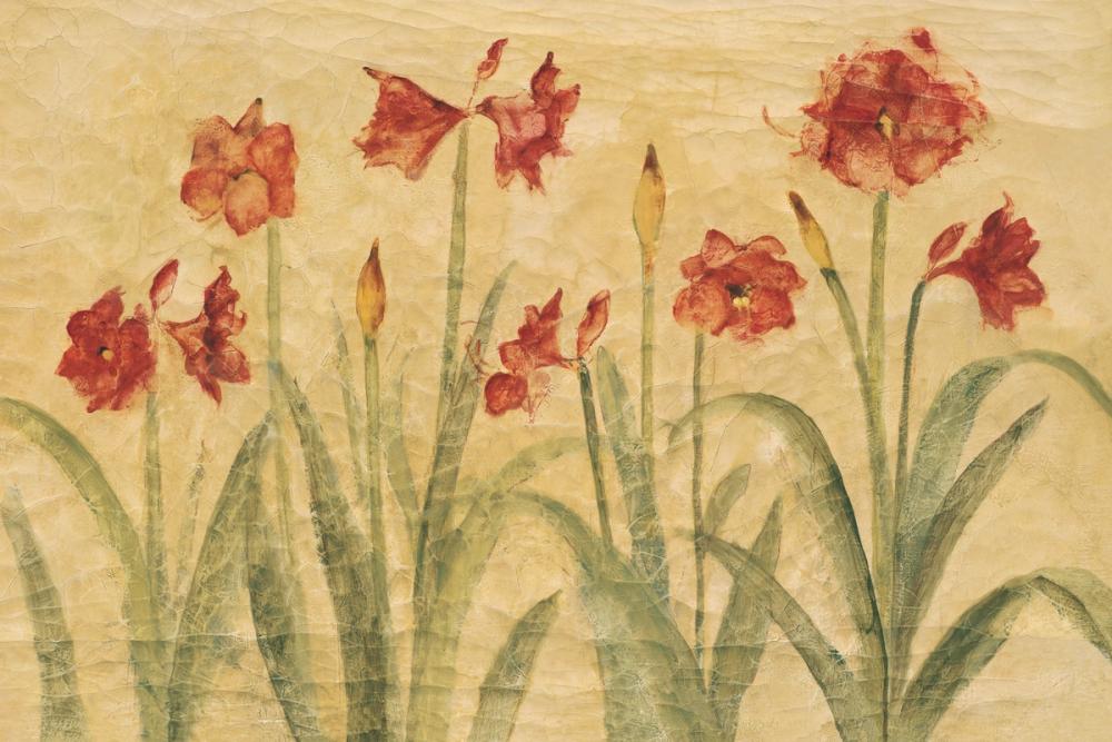 Amaryllis Row