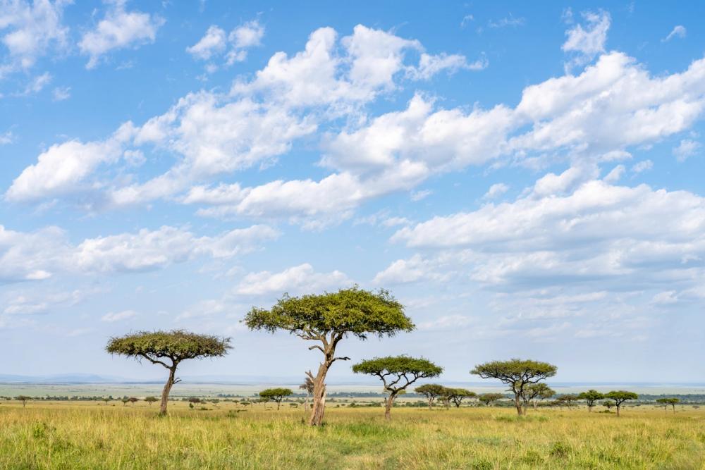 Acacia Trees