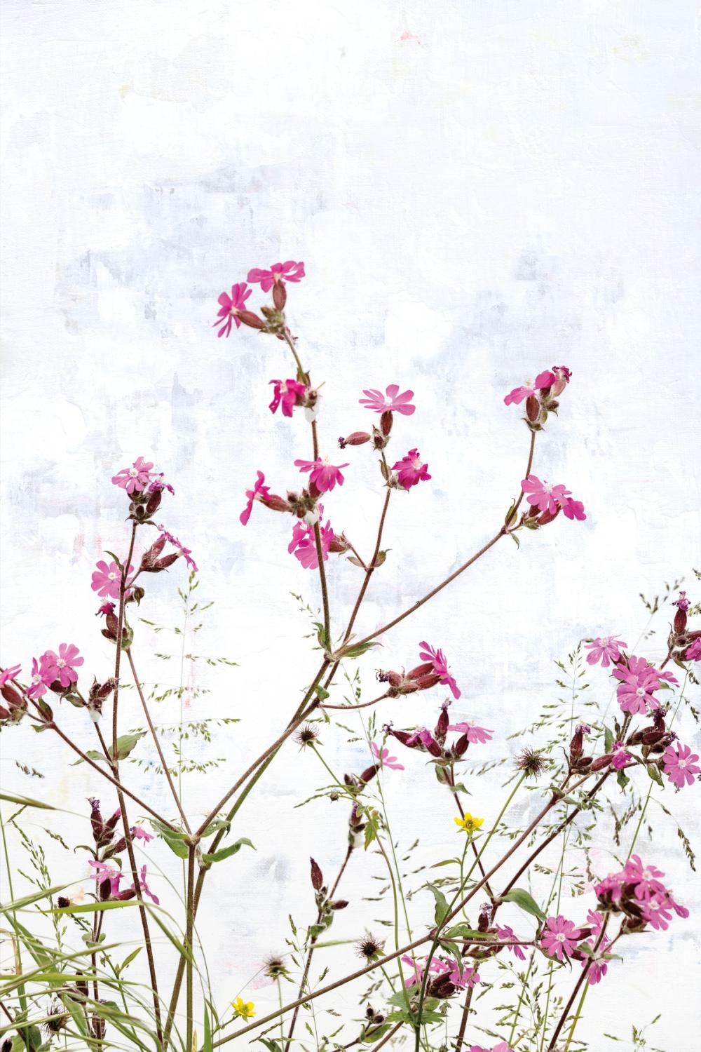 Pink Campion