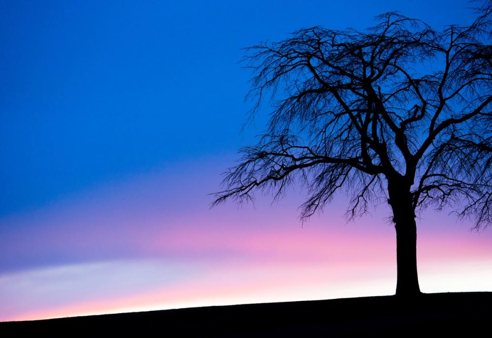 Sunset Tree