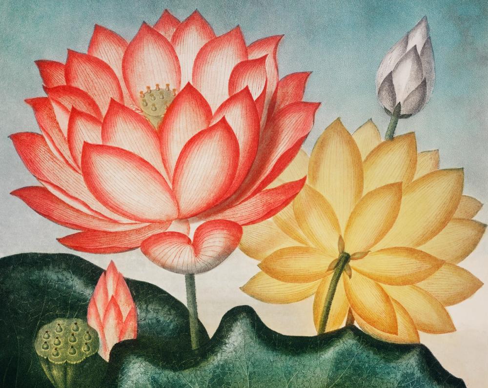 The Sacred Egyptian Bean