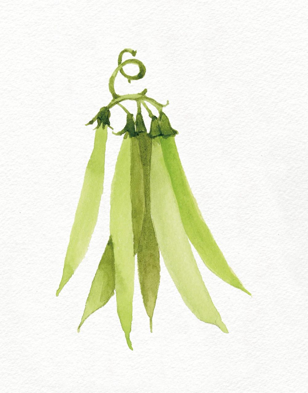 Life on the Farm Peas