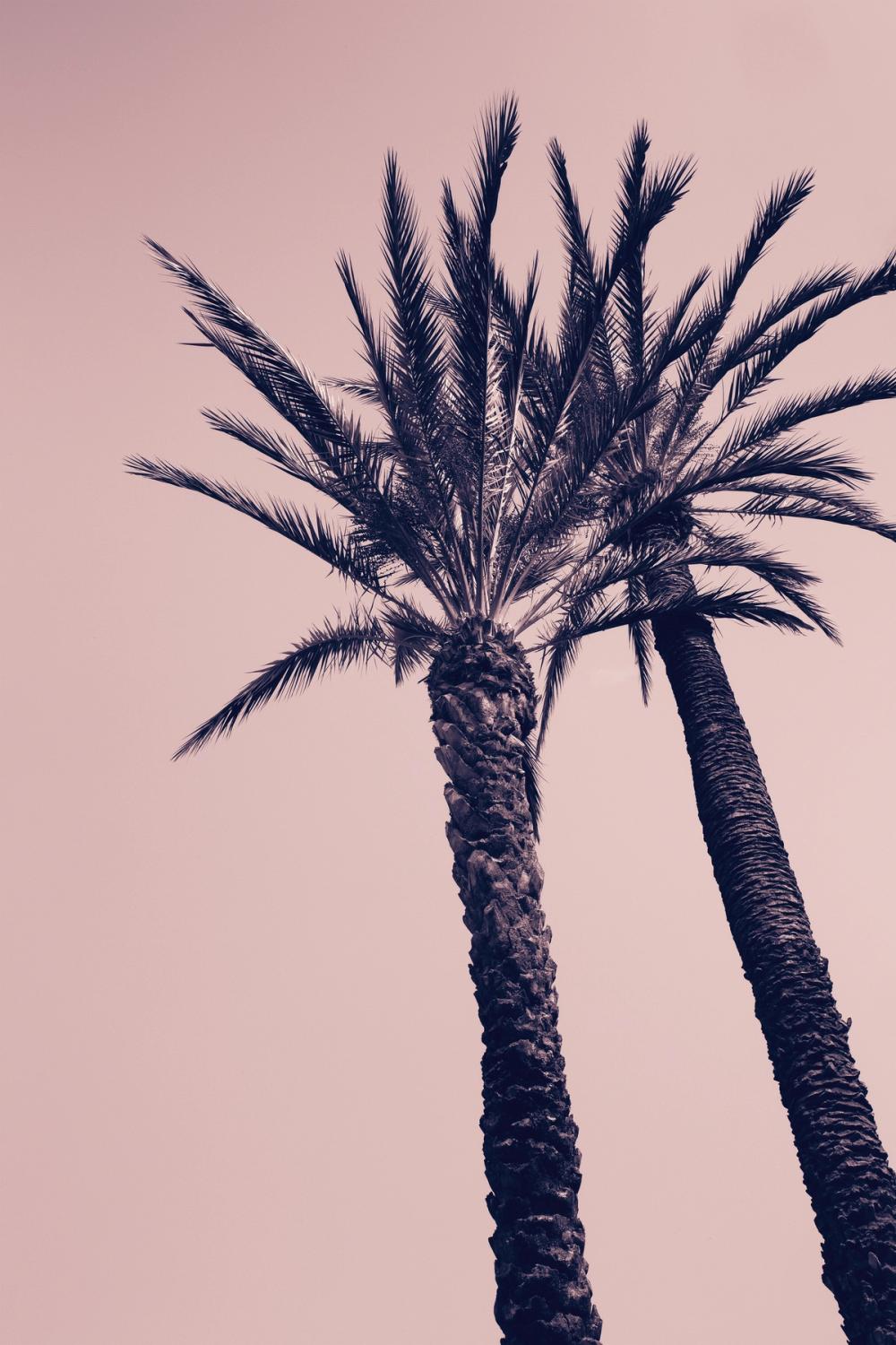 Pink Palms I