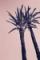 Pink Palms I