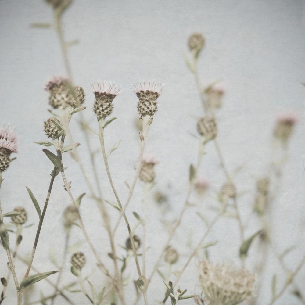 Wild Flowers I Clean