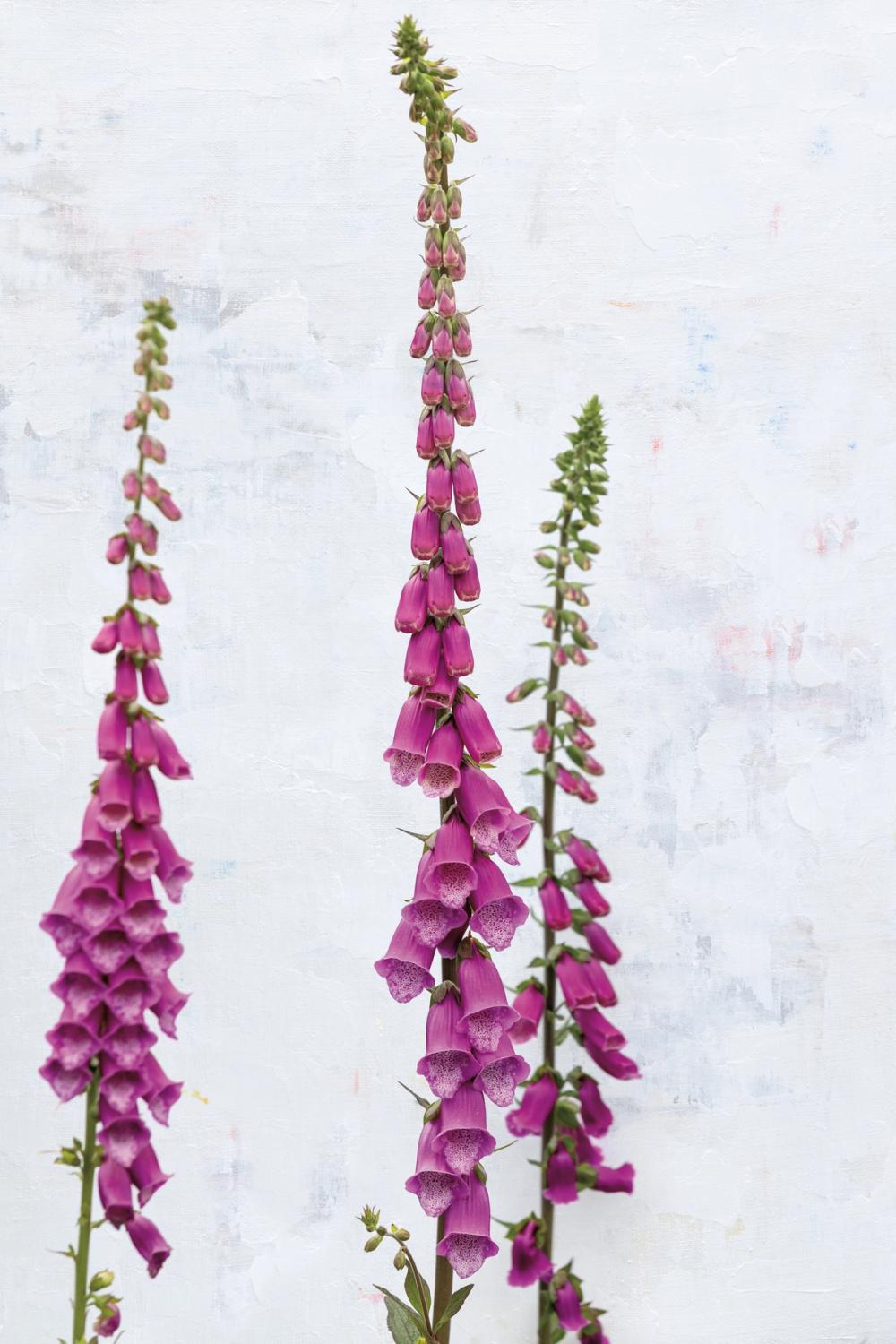 Foxgloves