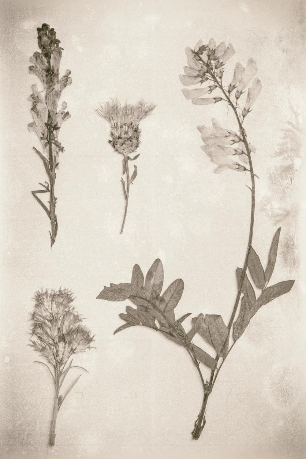 Wildflower Journal IX sepia