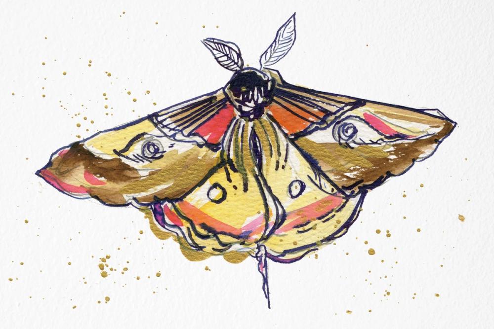 Golden Moth