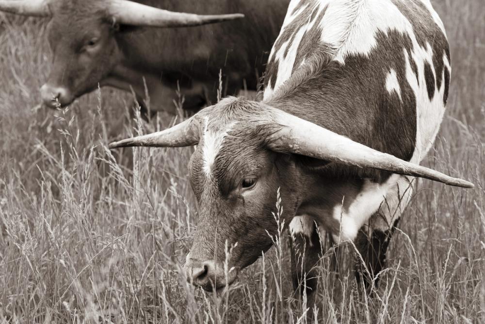 Rainy Pasture III BW
