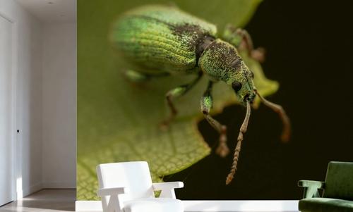 Green Beetle I