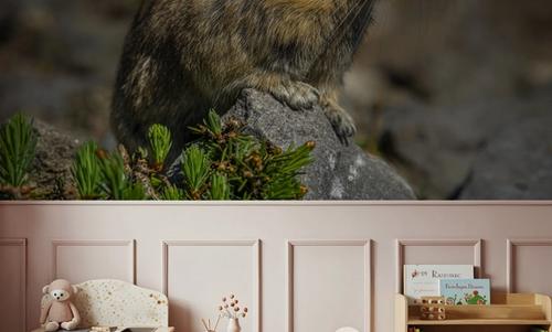 American Pika