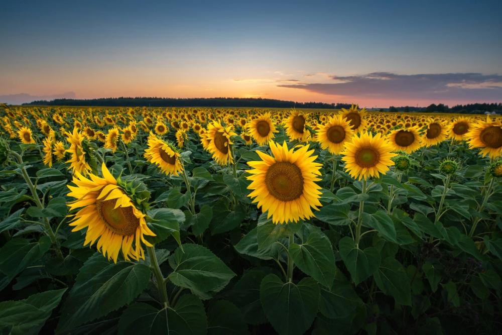 Proud Sunflower Field