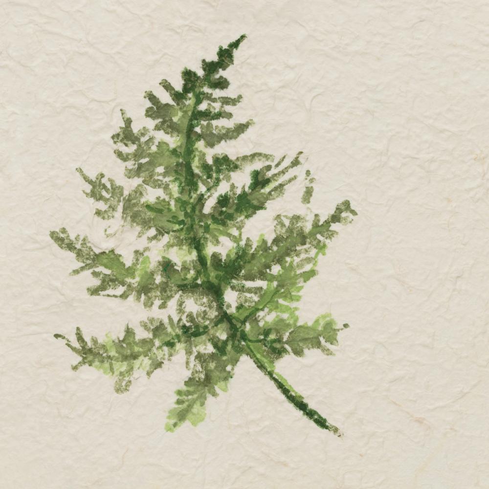 Kozo Fern I