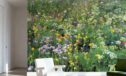 Technicolor Meadow