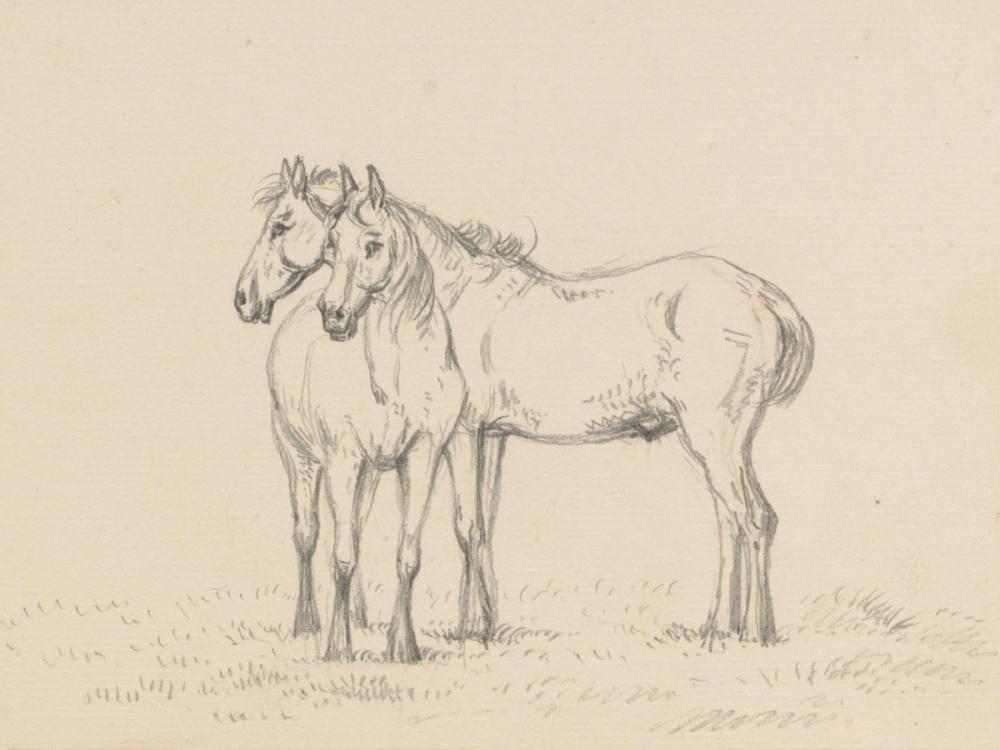 Two Horses Standing Together