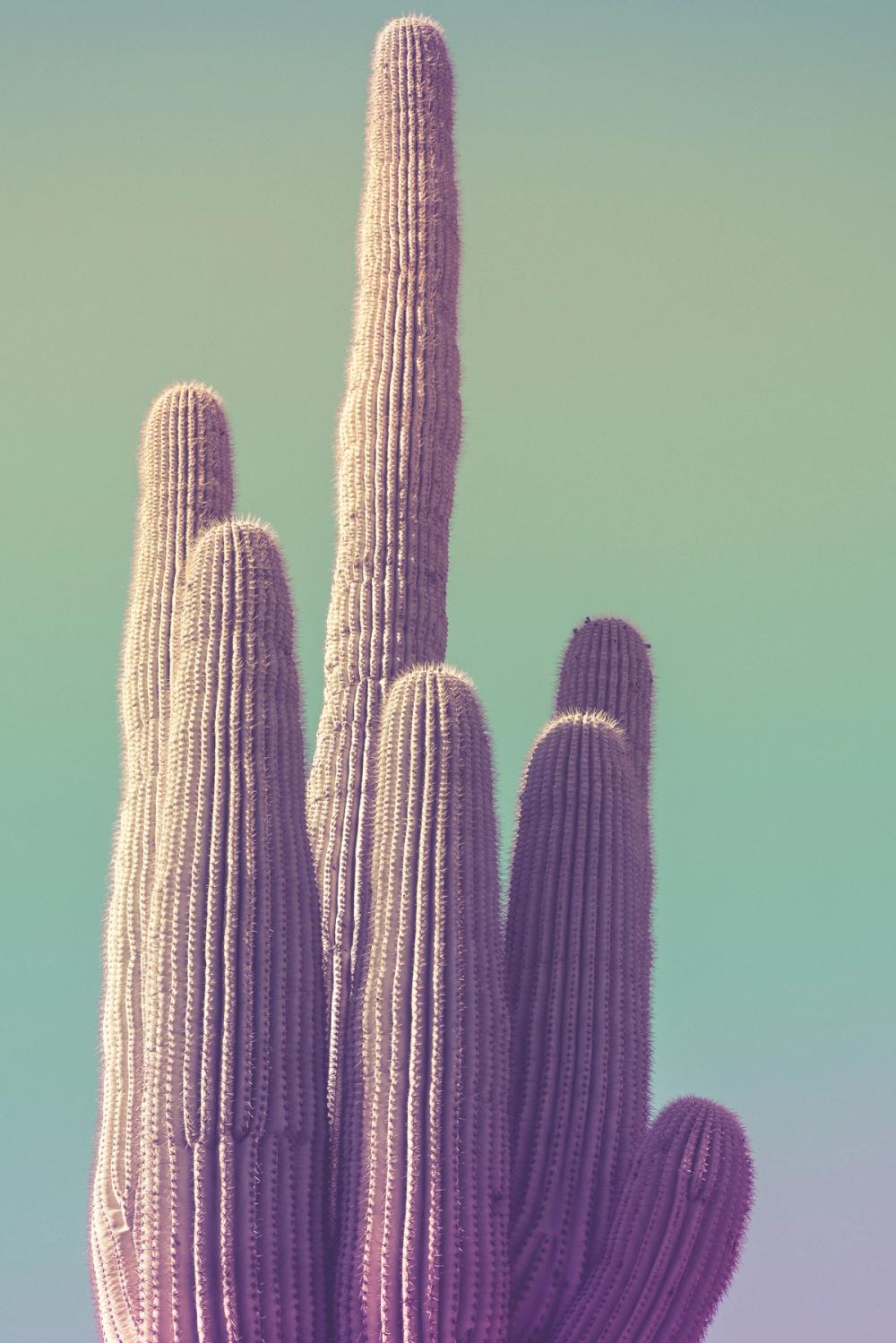 Saguaro Green Pastel