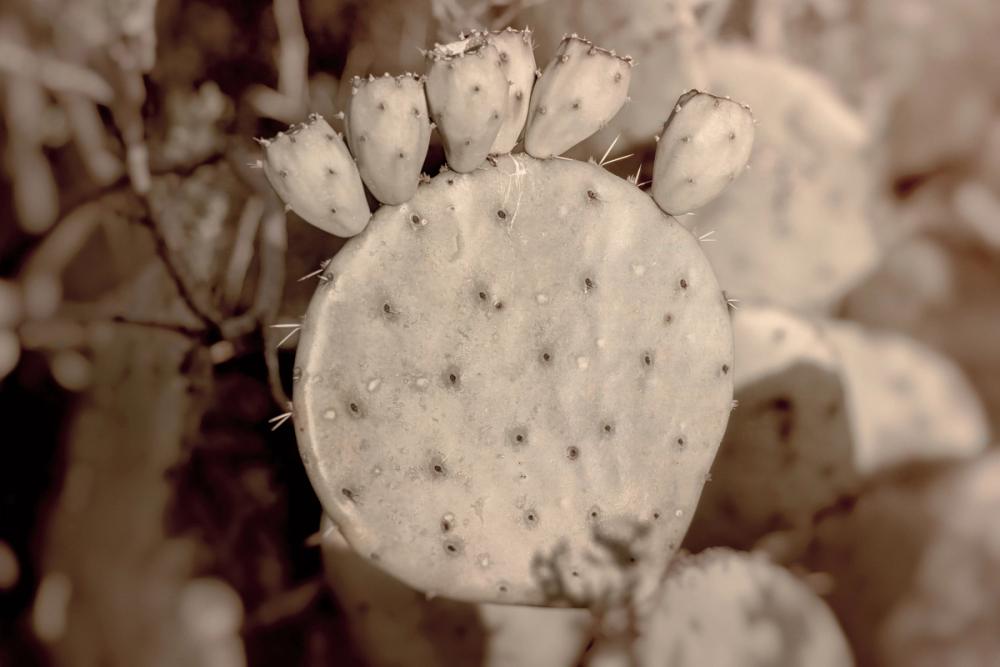 Desert Heart