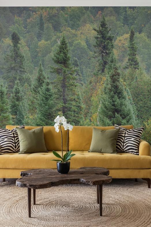 Superior Forest