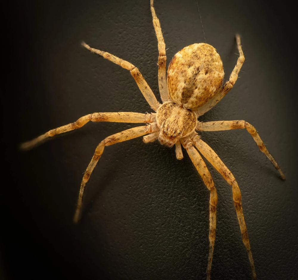 Pseudopoda Spider