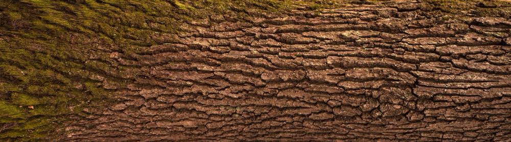 Moss Bark