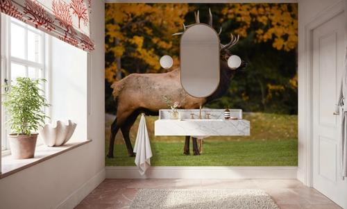 Bull Elk
