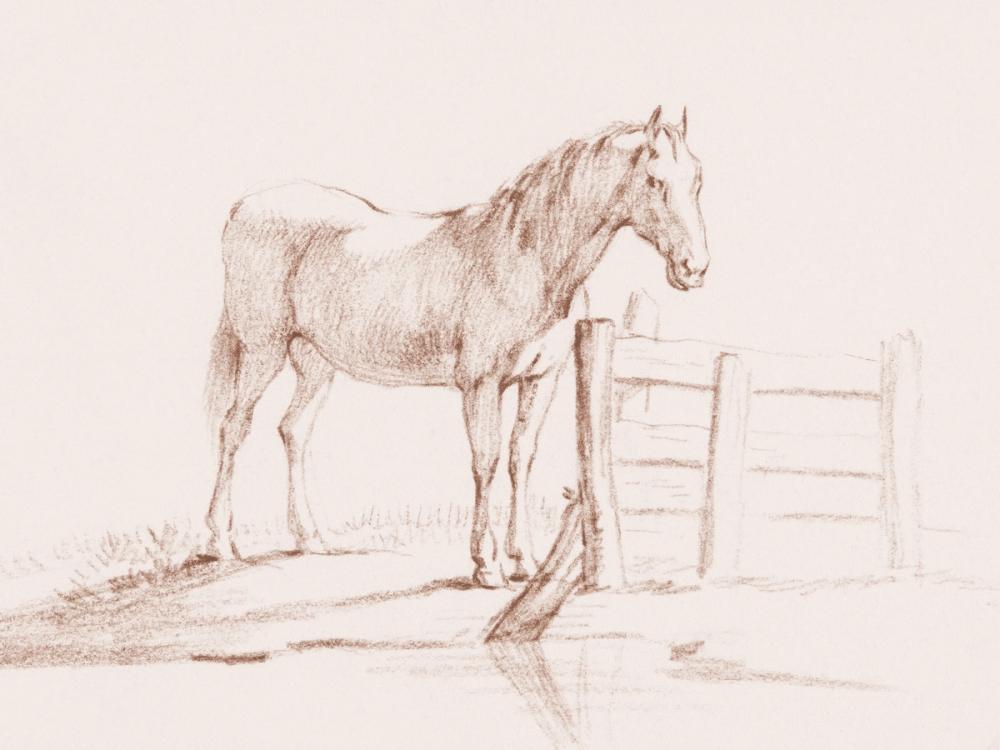 Standing Horse at a Fence
