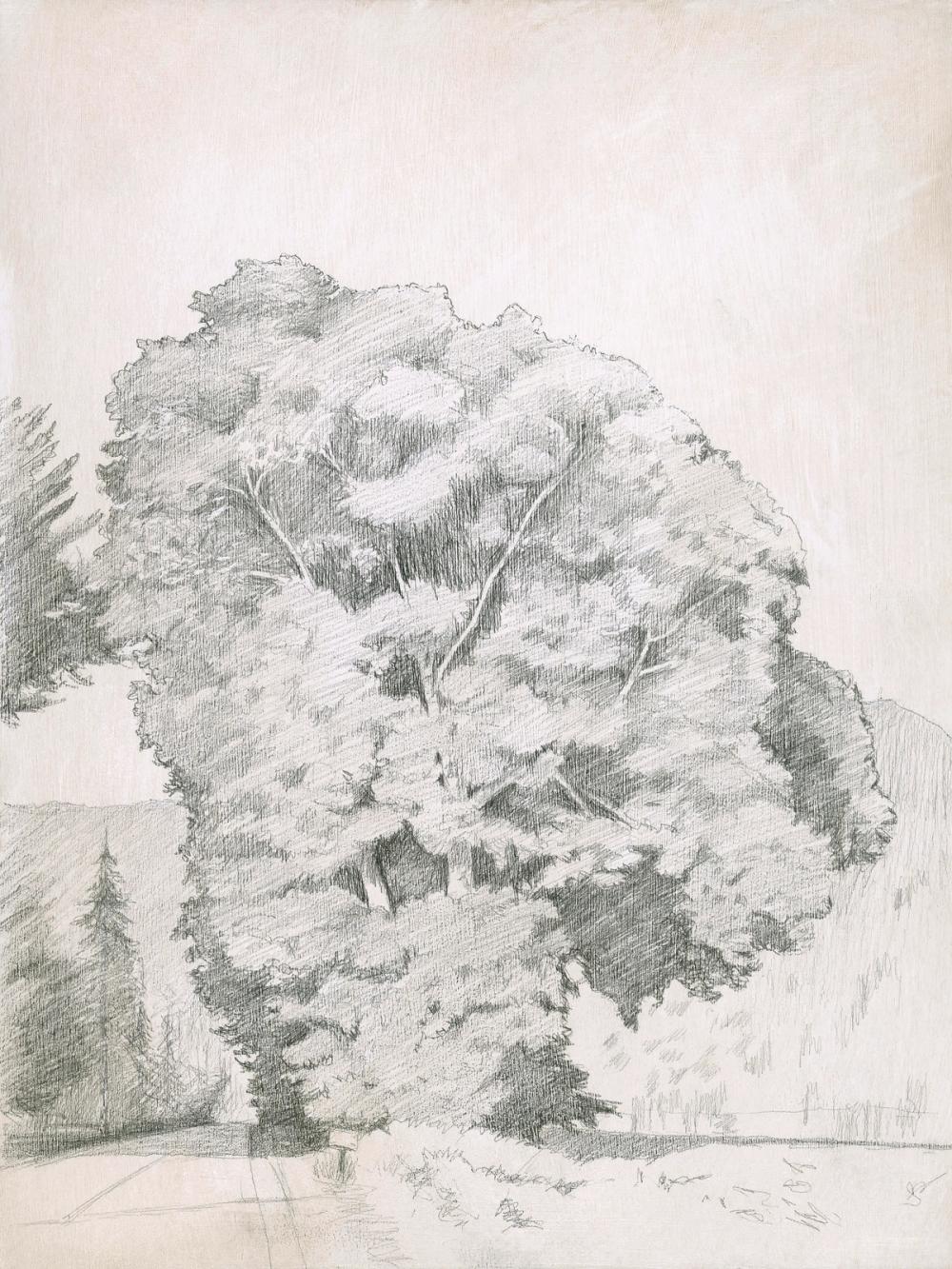 Maple II