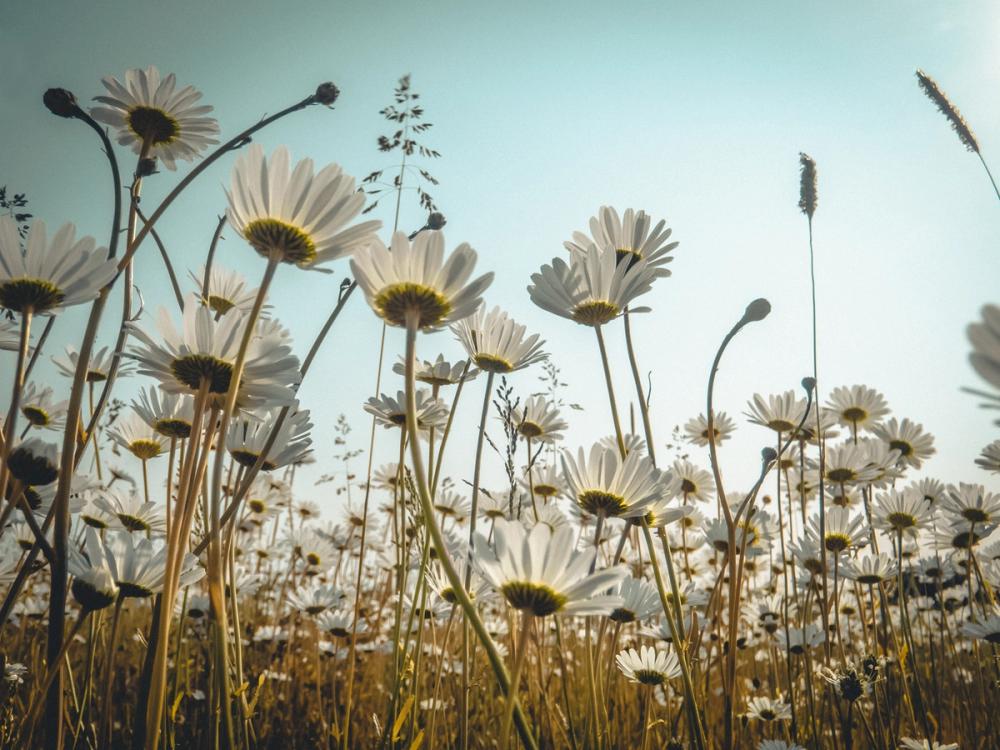 Summer Meadow Daisies