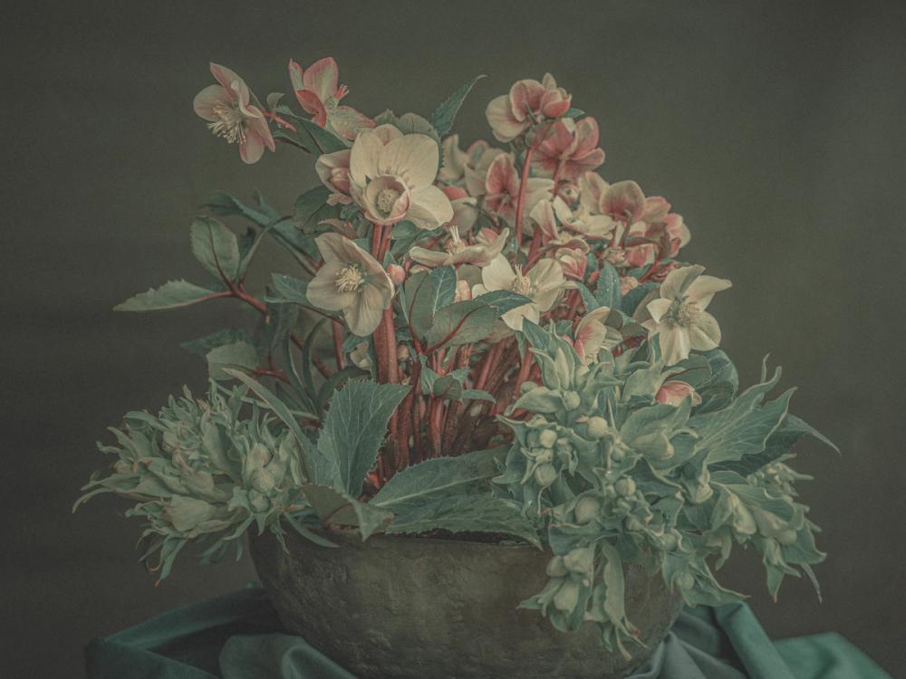 Delicate Winter Beauty