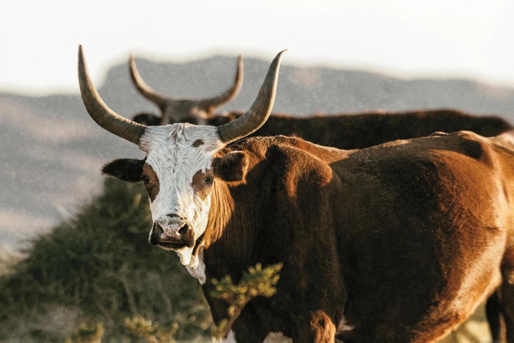 Double Horns