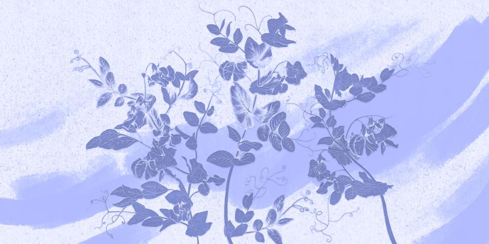 Sweet Peas Stroke Cool