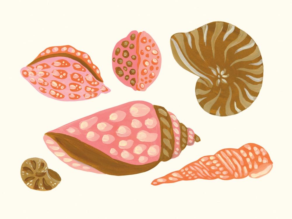 My Tropical Shell Collection I