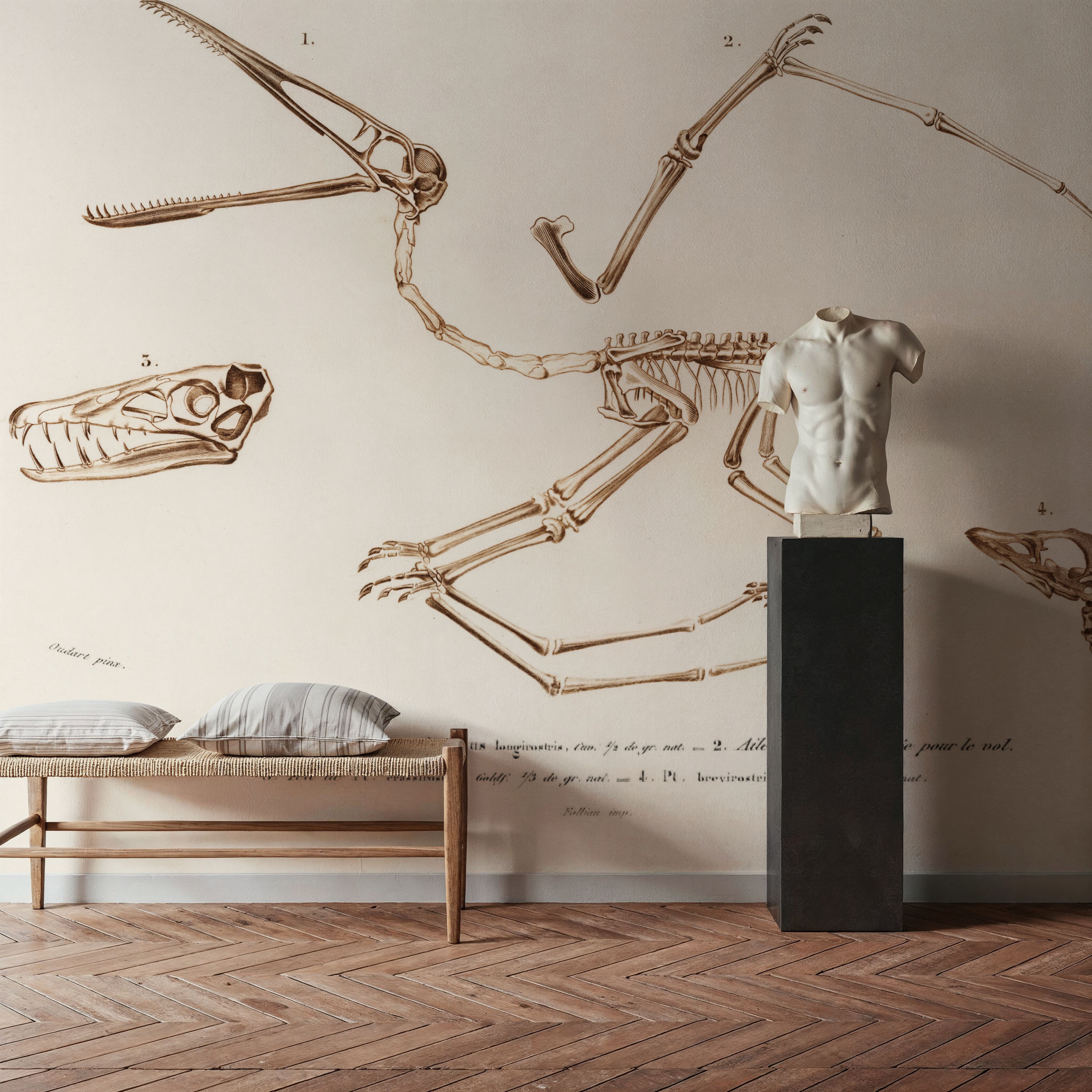 Pterosaur Illustrated