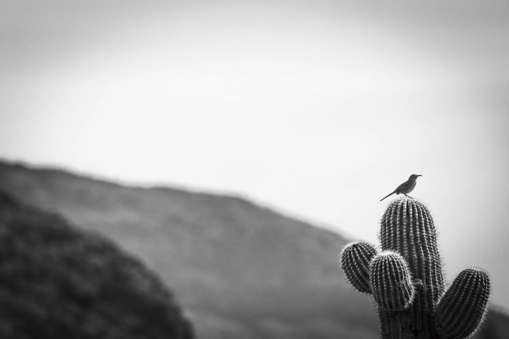 Bird On Cactus On Guard