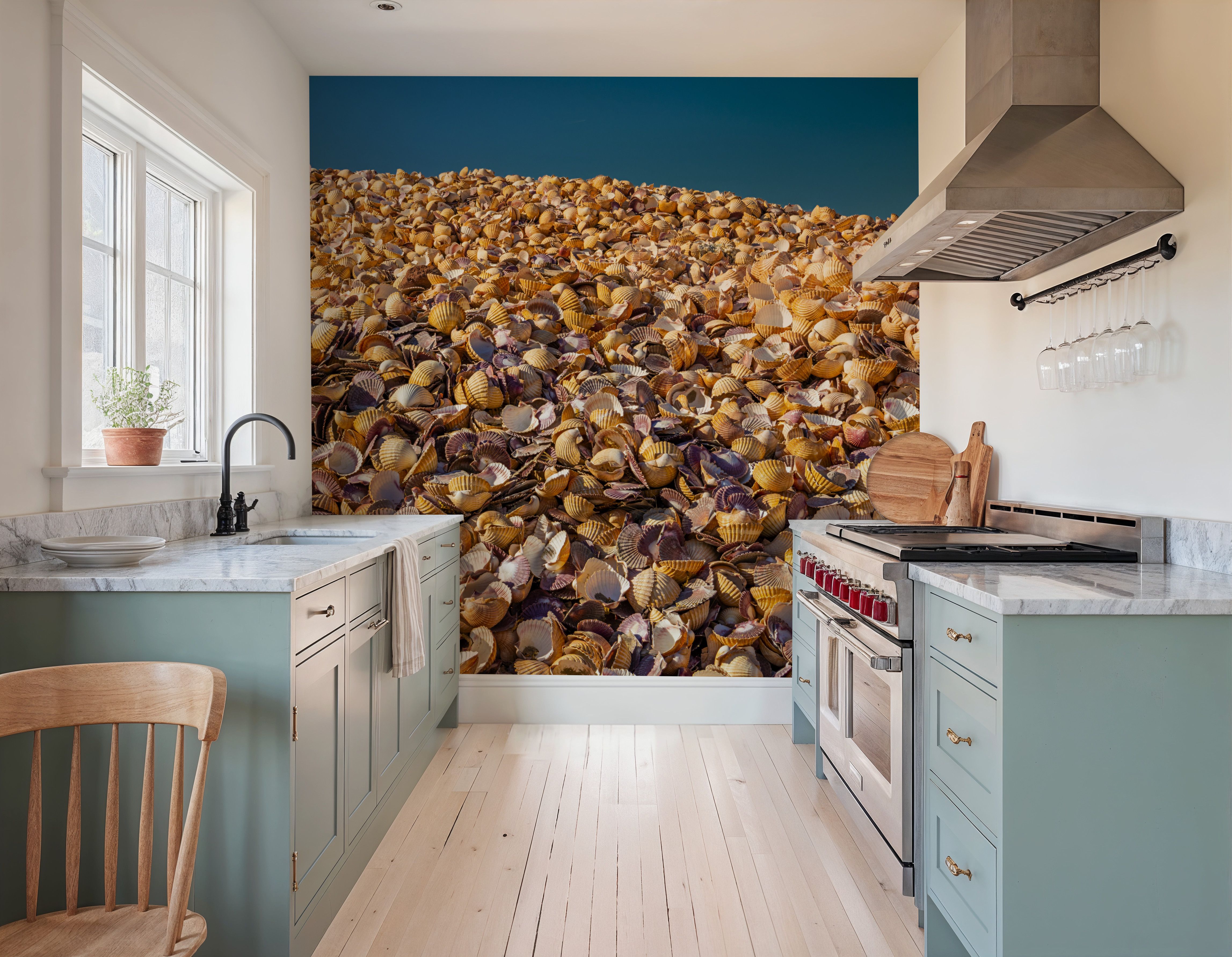 Scallop Shells