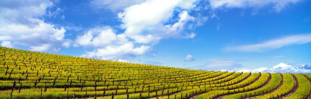 Mustard Fields Napa Valley