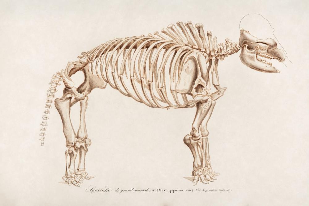 Mammoth Illustrated