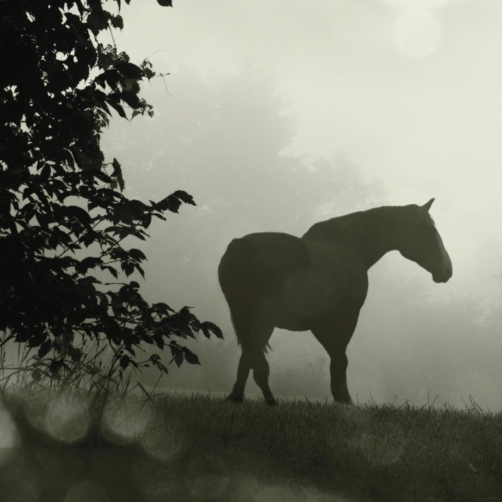 Morning Meadow Horses II