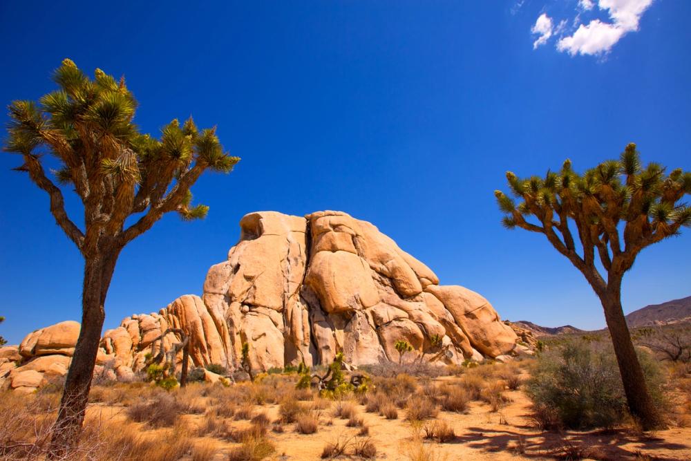 Joshua Tree Blue IX
