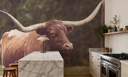 Longhorn Side Eye