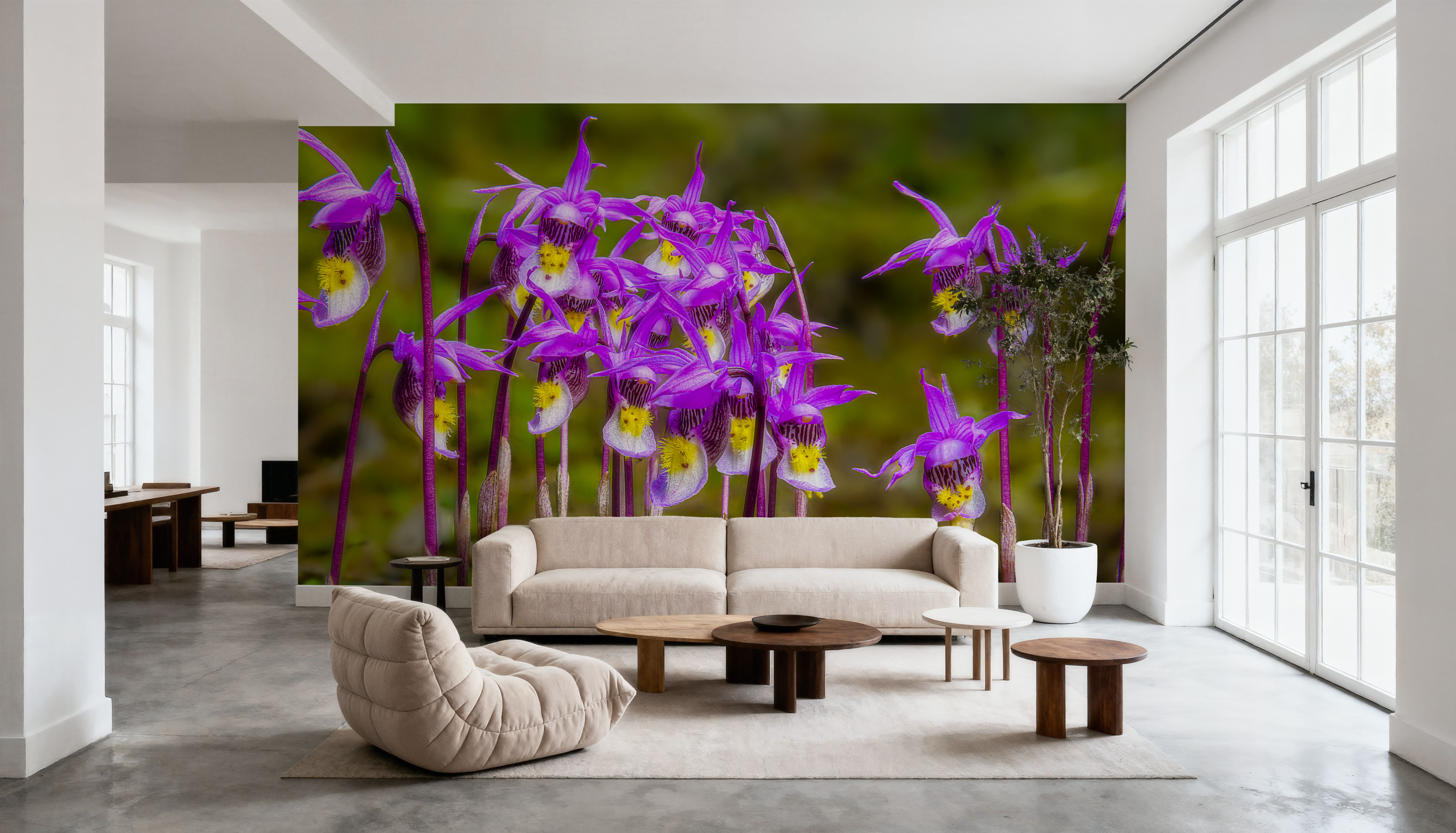 Calypso Bulbosa Bloom