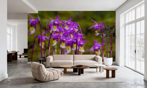 Calypso Bulbosa Bloom