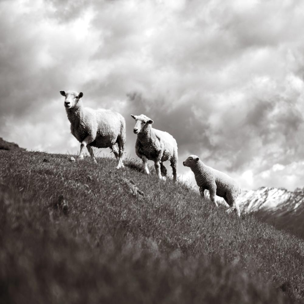 Wanaka Sheep IV