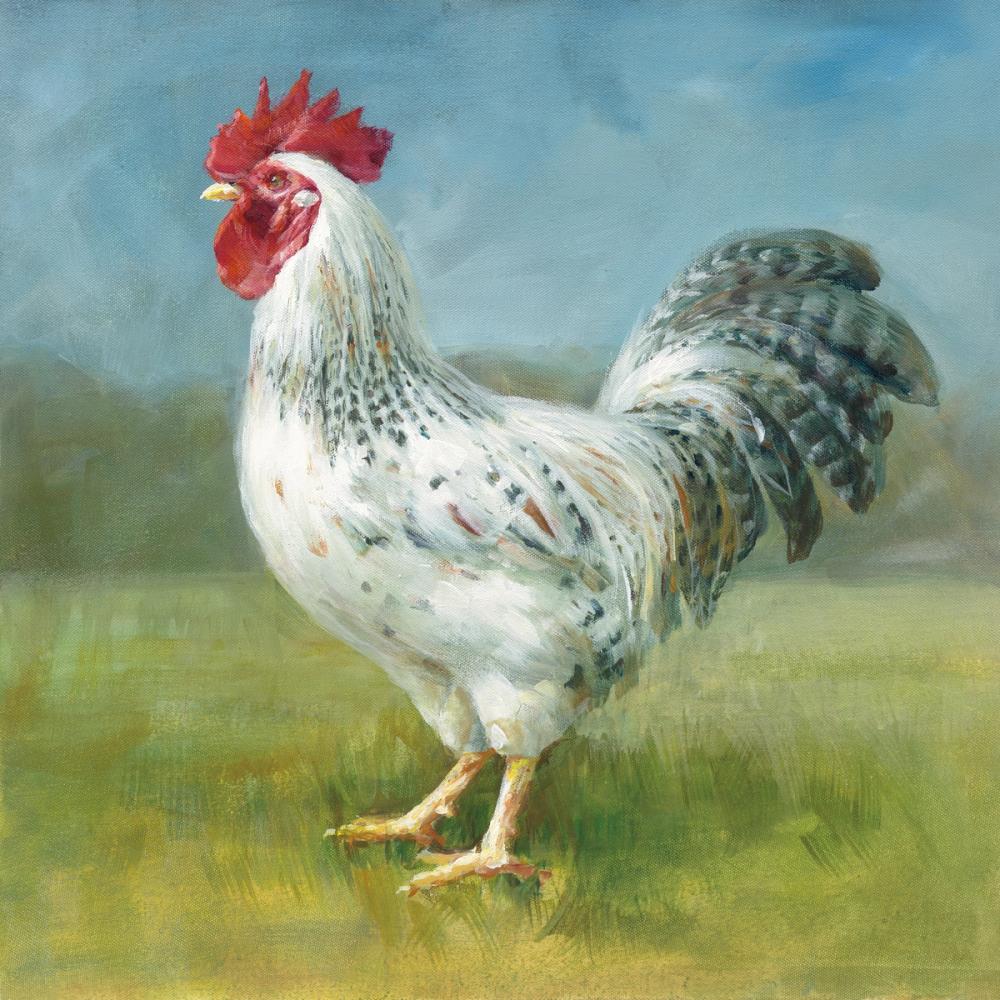 Noble Rooster IV